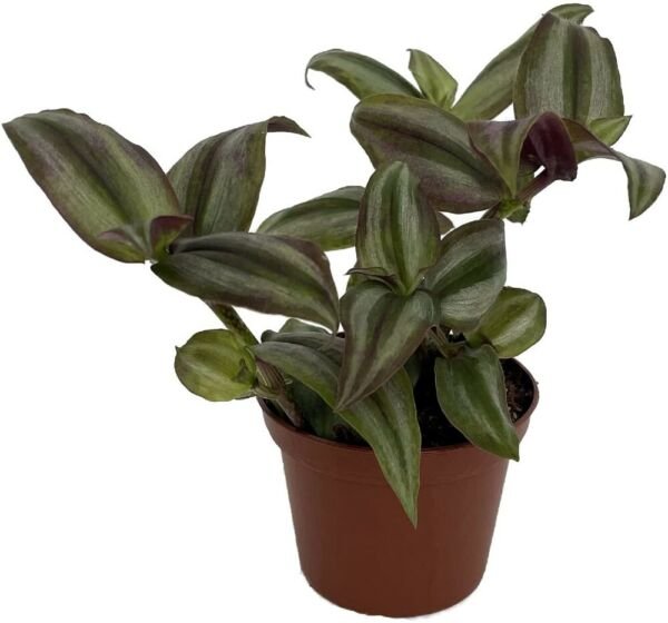 Mist Tradescantias Brights Indirects Very Easy To Grow House Live Plant 2.5" Pot Fresh Garden