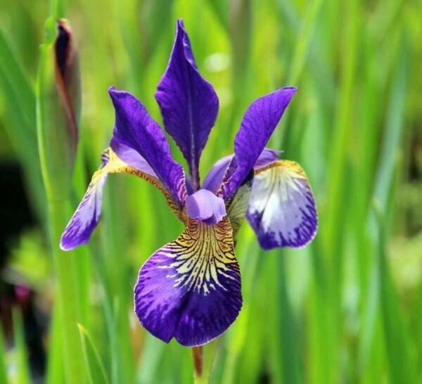 Iris Brothers Caesar's Velvetys Siberians Blue Deep Live Plant Quart Pot Fresh Garden