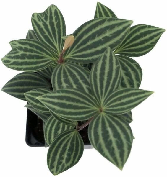 Puteolata Peperomia Elegants Helixs Parallel Easy Grow House Live Plant 2.5" Pot Fresh Garden