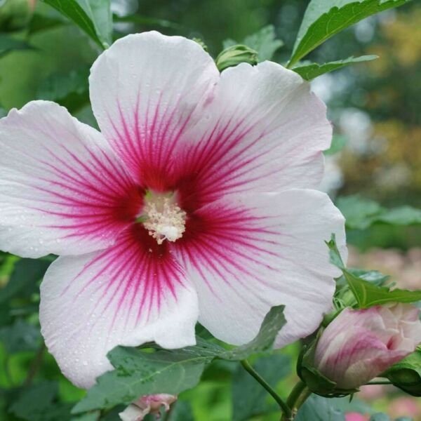 Hibiscus Pink Ink Paraplu Rose Of Sharon Proven Winners Live Plant 4" Pot Fresh Garden