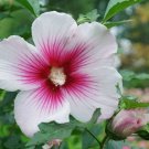Hibiscus Pink Ink Paraplu Rose Of Sharon Proven Winners Live Plant 4" Pot Fresh Garden