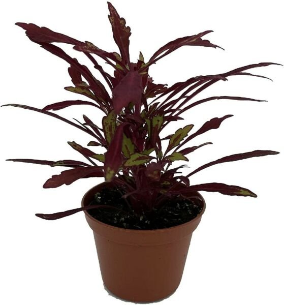 Solenostemons Urchins Red Coleus Sea Bold Easy To Grow House Live Plant 2.5" Pot Fresh Garden