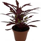 Solenostemons Urchins Red Coleus Sea Bold Easy To Grow House Live Plant 2.5" Pot Fresh Garden
