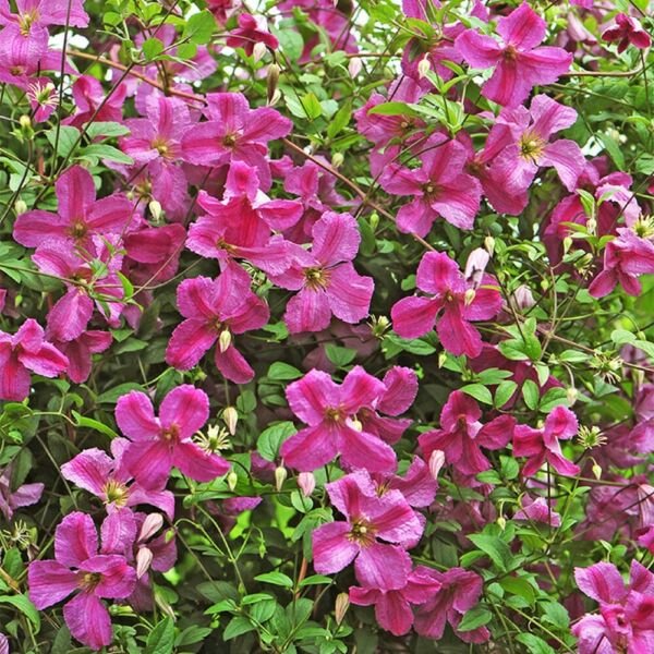 Clematis Mink Pink Flower Easy Indoor Live Plant Proven Winners 4" Pot Fresh Garden