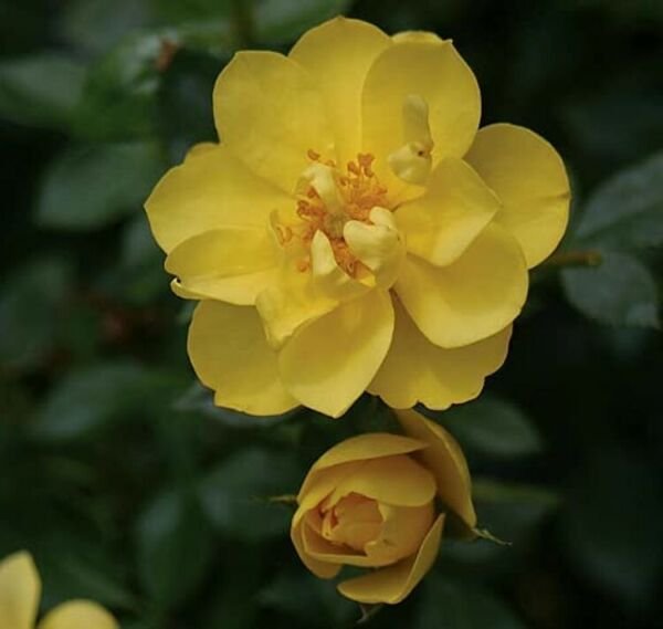 Rebloomer Lemon Easy Grow Oso Zest Rose Proven Winners Live Plant 4" Pot Fresh Garden