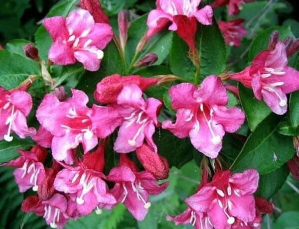 Weigela Sonic Pink Bloom Everblooming Proven Winners In Out Live Plant 4" Pot Fresh Garden
