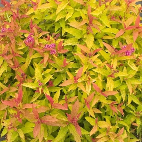 Spiraea Play Colorful Double Gold Proven Winners In Live Plant 4" Pot Fresh Garden