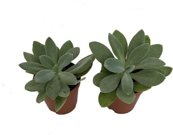 Senecio Glorys Mountains Succulent Paddles Shaped Leaves House Live Plant 2" Pot Fresh Garden