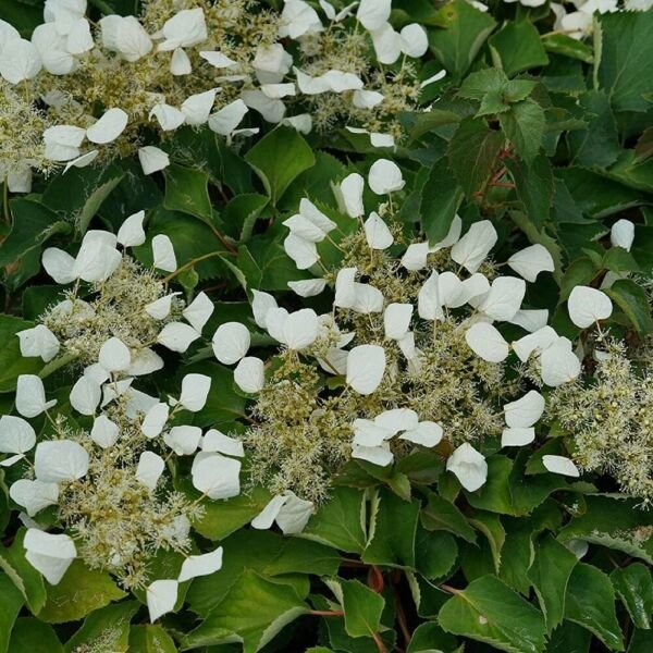 Schizophragma False Girl Hydrangea Flirty Proven Winner Live Plant 4" Pot Fresh Garden