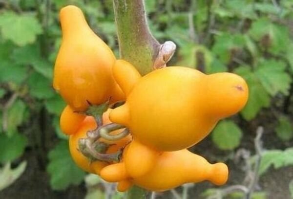 Veggie Nipple Titty Fruit Apples Of Sodoms Cow's Udder Soresumba Breast 10 Seeds Fresh Garden