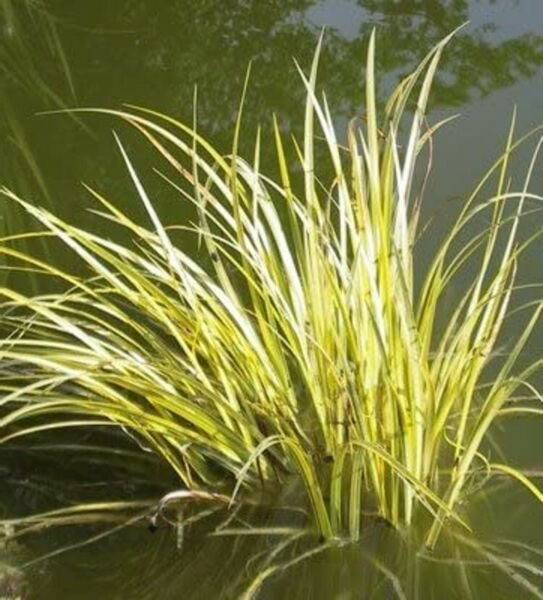 Calamus Acorus Sweetflag Acorus Grass Likes Rhizomes mings Perennial 10 Seeds Fresh Garden