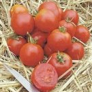 Tomato Czechleslovakians Heirlooms Stupices Exhibits Potato Type Leaves 15 Seeds Fresh Garden