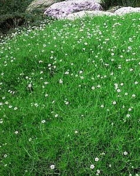 Sagina Perennial Moss Irish Dense Evergreen Moss Like Carpet With Dense 50 Seeds Fresh Garden