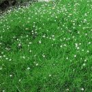Sagina Perennial Moss Irish Dense Evergreen Moss Like Carpet With Dense 50 Seeds Fresh Garden