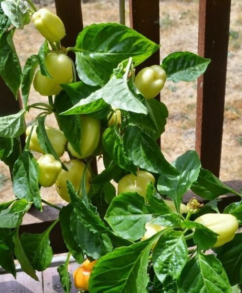 Pepper Sweet Bell Albino Earlys Whites Roundeds Square Shape With Lobes 15 Seeds Fresh Garden