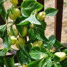 Pepper Sweet Bell Albino Earlys Whites Roundeds Square Shape With Lobes 15 Seeds Fresh Garden