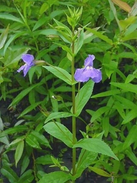 Ringens Flower Resembles Monkey Unusual Shaped Mimulus Stem Four Angled 50 Seeds Fresh Garden
