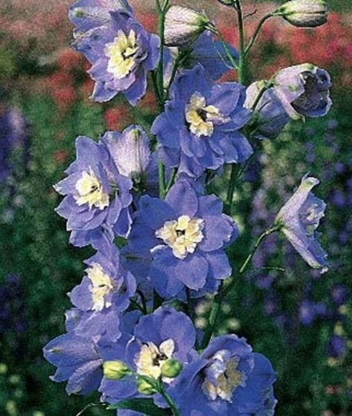 Delphinium Summer Skies Giant Graceful Light To Medium Blue Shade Spike 50 Seeds Fresh Garden