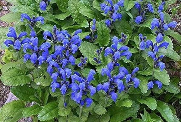 Dracocephalum Dragon Bright Blue Violet Flower Held In Upright Terminal 50 Seeds Fresh Garden