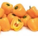 Pepper Sweet Miniature Yellow Bell Shades Of Red Yellow Or Even Purple 20 Seeds Fresh Garden