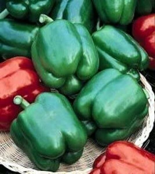 Pepper Bells Yolos Sweets Wonders Green To Red Hollow With Flat Inside 20 Seeds Fresh Garden