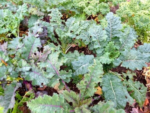Kale Rainbow Lacinato Curly Leafed Red Varietys Easy To Grow Nutritious 50 Seeds Fresh Garden