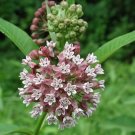 Syriaca Milkweed Asclepias Common Leaves Glossy And Thick Pink Purple 20 Seeds Fresh Garden