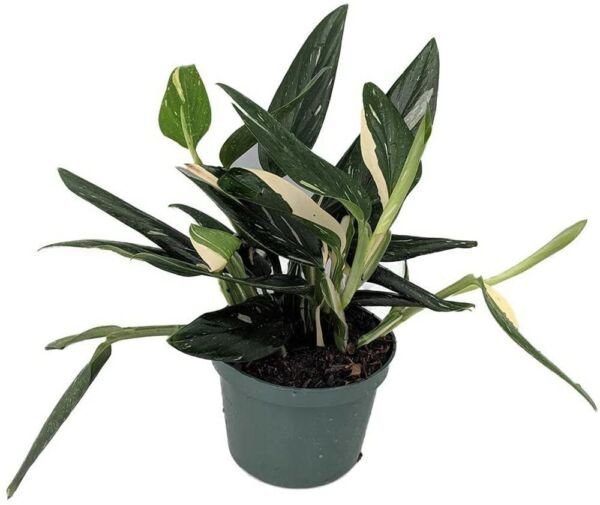Cobra Philodendron Rare Strong Green Leaves Easy To Grow House Live Plant 6" Pot Fresh Garden