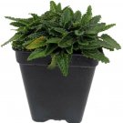 Stachys Dwarf Minima Betony Fairy Terrarium Indoor Live Plant 2.5" Pot Fresh Garden