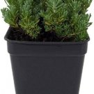 Santolina Nes Little Fairy Rock Yellow Flowers Live Plant 2.5" Pot Fresh Garden