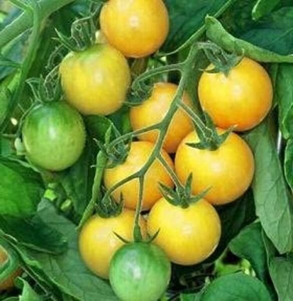 Tomato Nugget Golden Chery Lycopersicon Mostly Seedles Esculentum Early 20 Seeds Fresh Garden