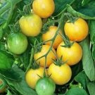 Tomato Nugget Golden Chery Lycopersicon Mostly Seedles Esculentum Early 20 Seeds Fresh Garden