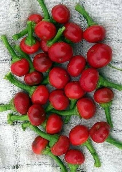 Pepper Leaf Mildly Bay Hot Nosegay Mini Capsicum Annuum Indoor 10 Seeds Fresh Garden