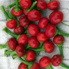 Pepper Leaf Mildly Bay Hot Nosegay Mini Capsicum Annuum Indoor 10 Seeds Fresh Garden