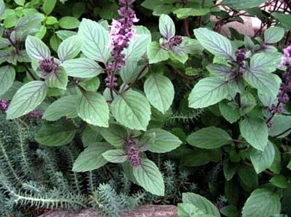 Heirloom Basil Mild Sweet Flavor Herb Corsican Green Purple Leaves 200 Seeds Fresh Garden