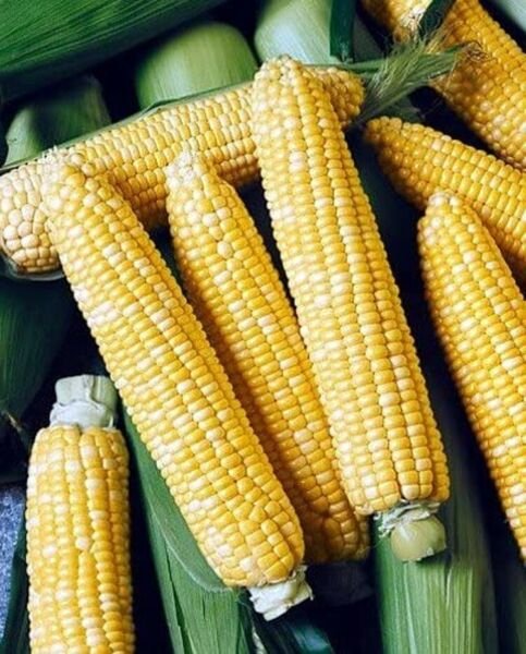 Sweets Superior Corns Flavor And Sweetness Providences Season Variety 100 Seeds Fresh Garden