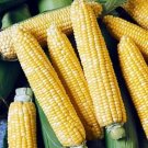 Sweets Superior Corns Flavor And Sweetness Providences Season Variety 100 Seeds Fresh Garden