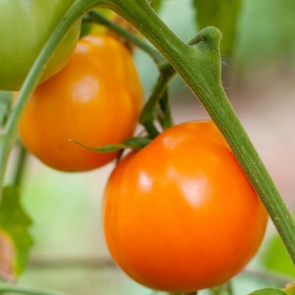 Tomato Heirloom Valencia Lycopersicon Vine Esculentum Large Round Juicy 50 Seeds Fresh Garden