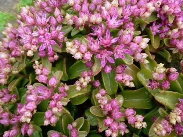 Listoniae Obtusifolium Sedum Pink Star Shaped Flowers Oval Green Foliage 50 Seed Fresh Garden
