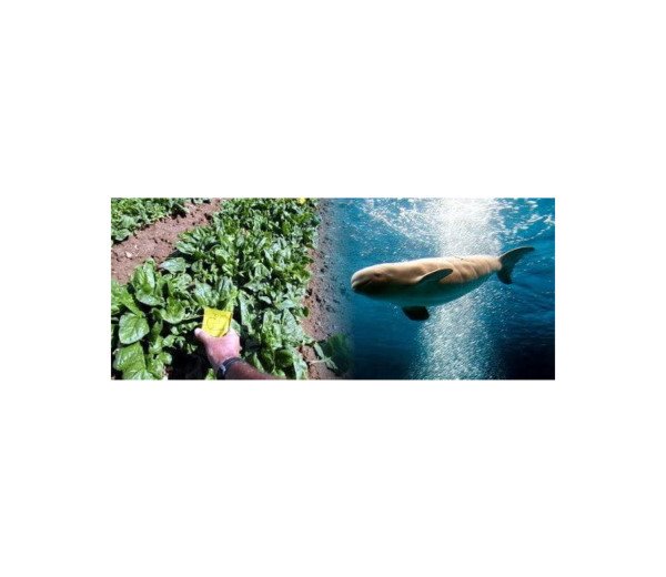 Spinach Whale Organic Leaf Smooth Easy Clean Green Dark In 200 Seeds Fresh Garden