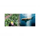 Spinach Whale Organic Leaf Smooth Easy Clean Green Dark In 200 Seeds Fresh Garden