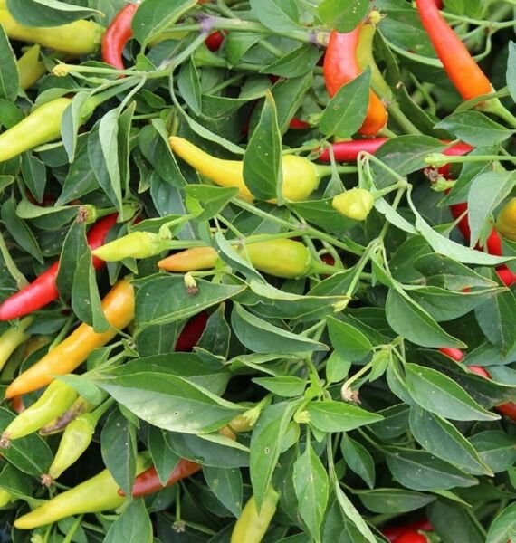 Chili Red Hybrid Pepper Easy Hot Its Fruit Is Edible Colorful Clusters 20 Seeds Fresh Garden