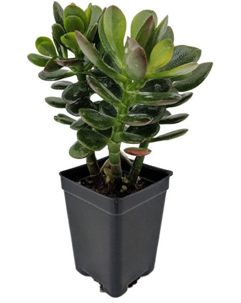 Crassula Jade Tree Baby Easy House Terrariums Fairys Live Plant 2.5" Pot Fresh Garden