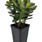 Crassula Jade Tree Baby Easy House Terrariums Fairys Live Plant 2.5" Pot Fresh Garden