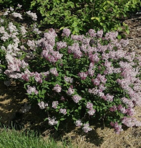 Syringa Kim Babys Lilac Glossys Shrub Live Plant x4" Diagonal Top Of Pot Fresh Garden