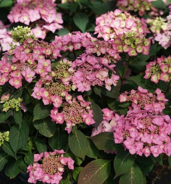 Hydrangea Serrata Hydrangea Beautiful Provens Winners Live Plant 4" Pot Fresh Garden