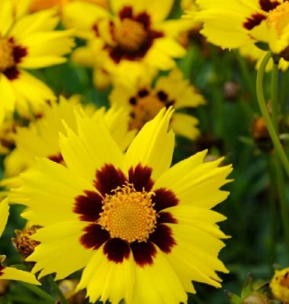 Coreopsis Sunkiss Color Breakthrough Brightest Yellow With Large Blotch 20 Seeds Fresh Garden