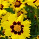 Coreopsis Sunkiss Color Breakthrough Brightest Yellow With Large Blotch 20 Seeds Fresh Garden
