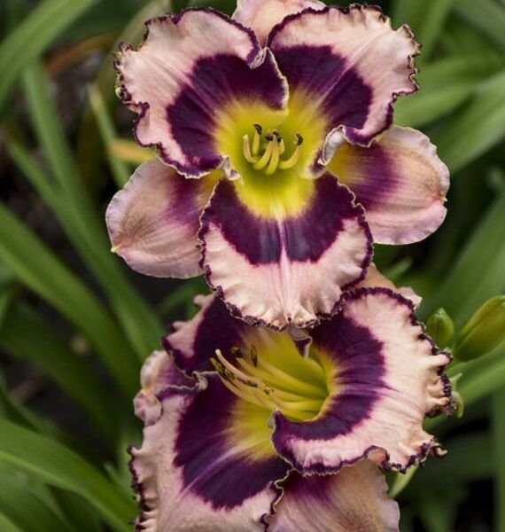 Hemerocallis Rhythm Rainbow Daylily Proven Winners Live Plant Gallon Pot Fresh Garden