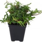 Tiny Ivy Leaves Finger English Feen Terrarium Fairy House Plant 2.5" Pot Fresh Garden